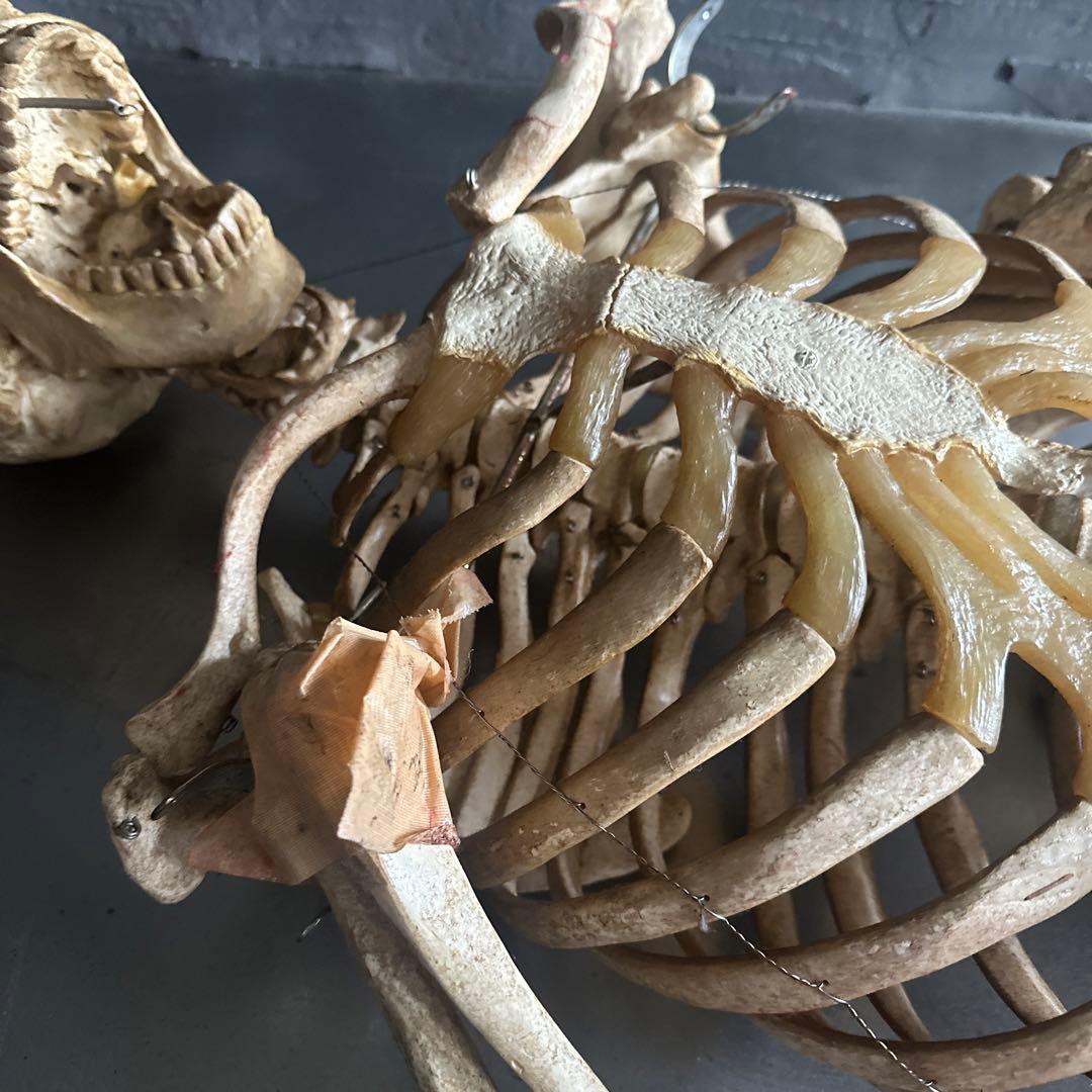 お値下げ‼️人骨模型ジャンク難ありハロウィンディスプレイハロウィン衣装に❗️