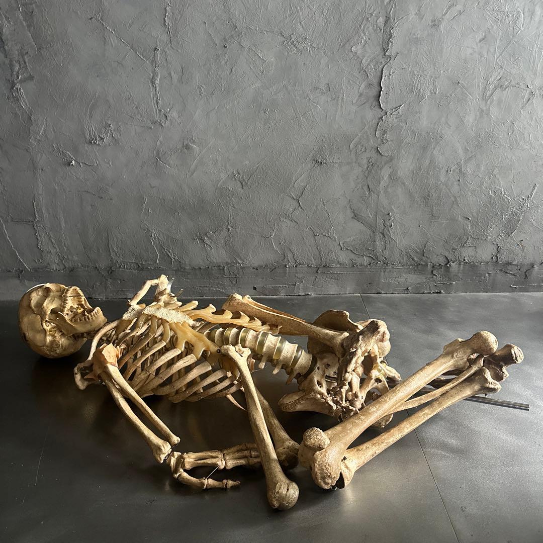 お値下げ‼️人骨模型ジャンク難ありハロウィンディスプレイハロウィン衣装に❗️