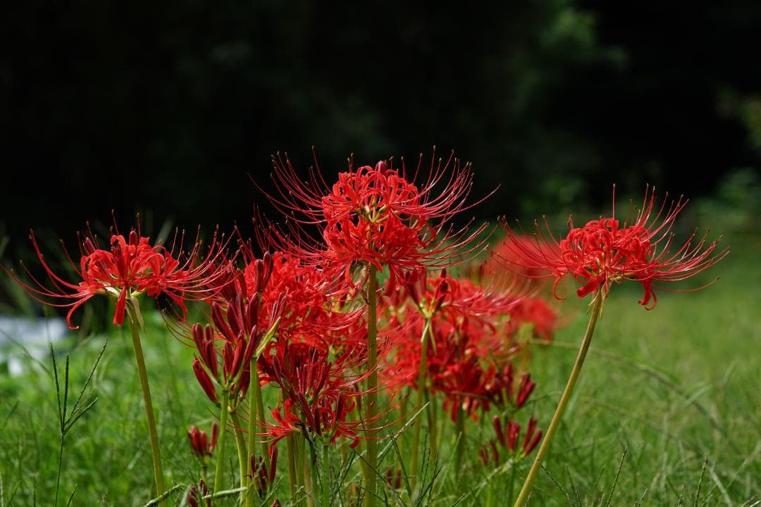 レンズ(単焦点) Rollei Planar 80mm f2.8 HFT