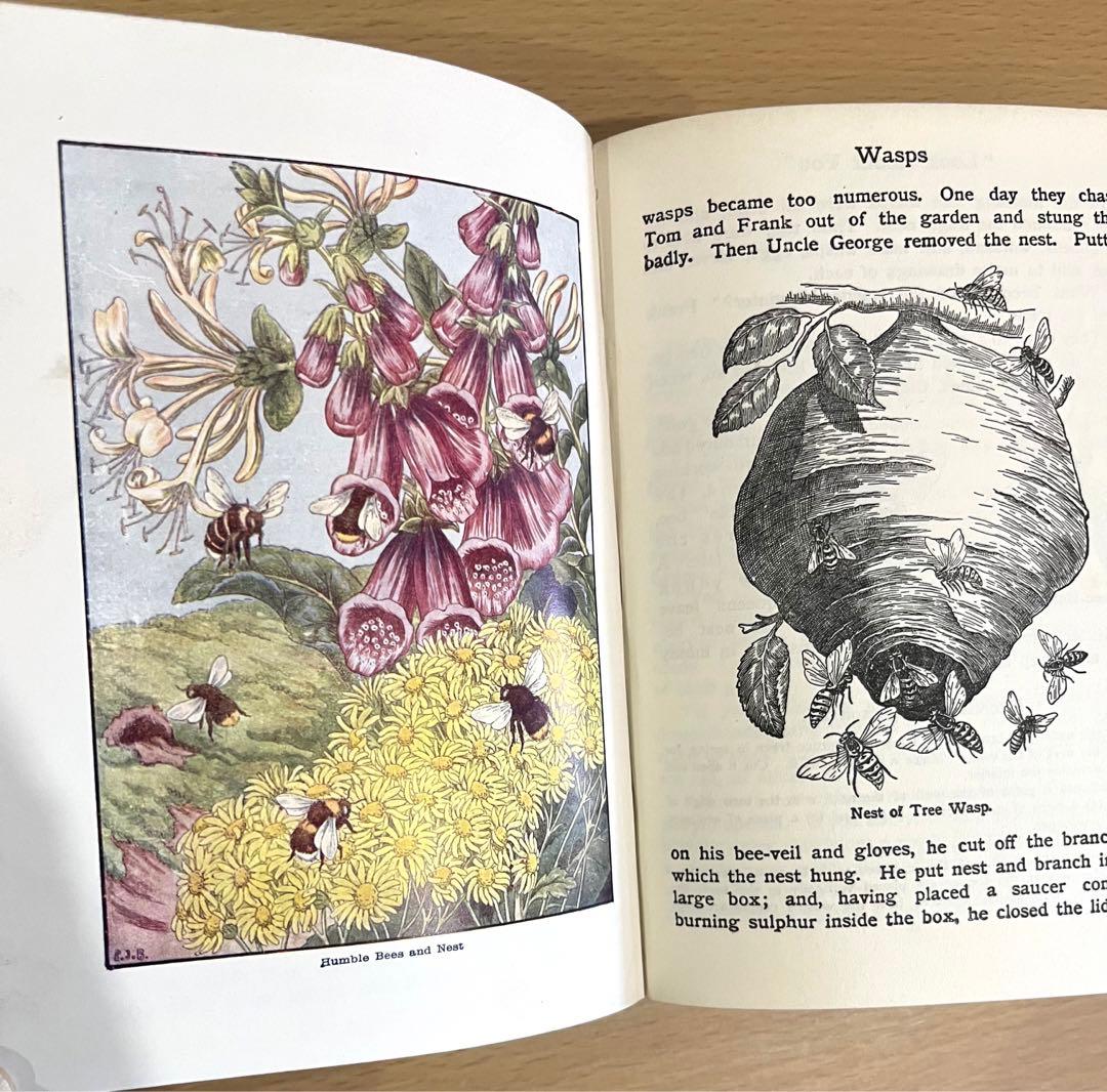 No.241 古書 洋書 児童書 植物·昆虫·動物·樹木·鳥·蝶·魚 図鑑 自然