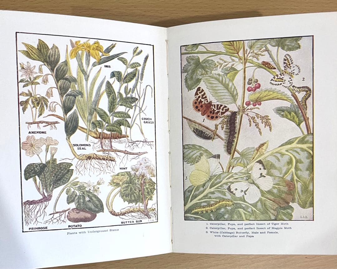 No.241 古書 洋書 児童書 植物·昆虫·動物·樹木·鳥·蝶·魚 図鑑 自然