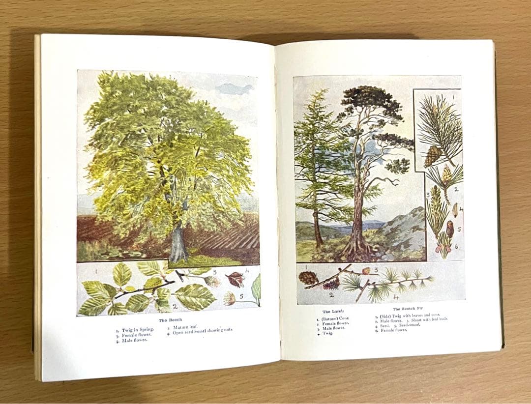 No.241 古書 洋書 児童書 植物·昆虫·動物·樹木·鳥·蝶·魚 図鑑 自然