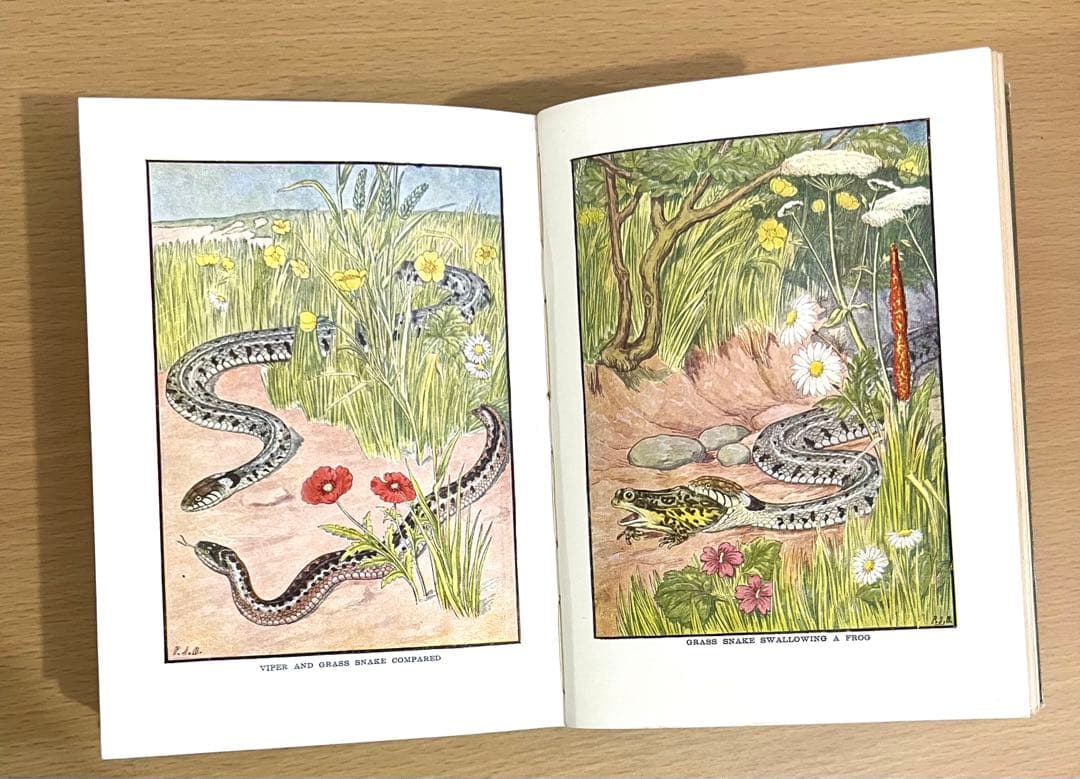 No.241 古書 洋書 児童書 植物·昆虫·動物·樹木·鳥·蝶·魚 図鑑 自然