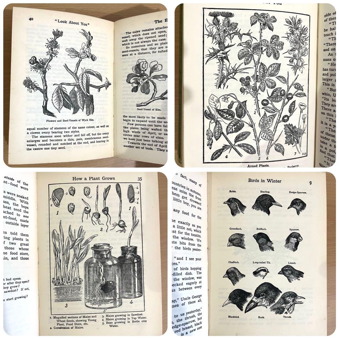 No.241 古書 洋書 児童書 植物·昆虫·動物·樹木·鳥·蝶·魚 図鑑 自然