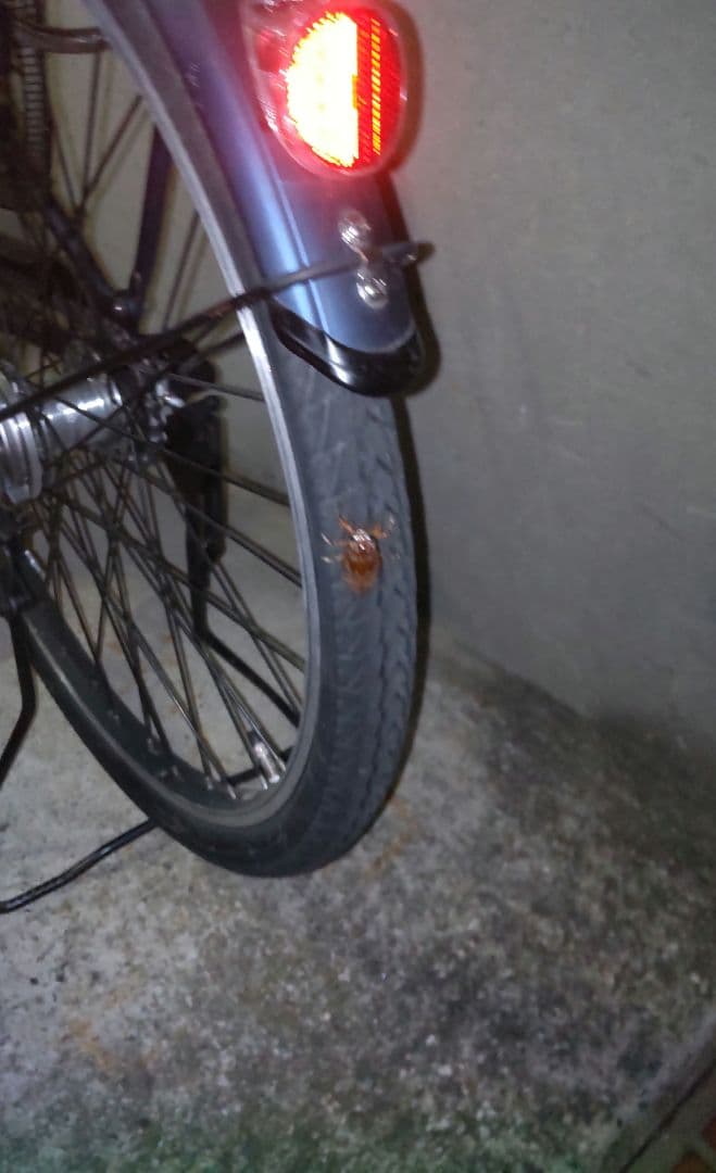 せみのようきゅう