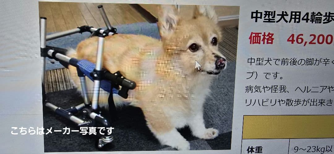 犬用歩行器（犬用車椅子）わんワーク 中型犬