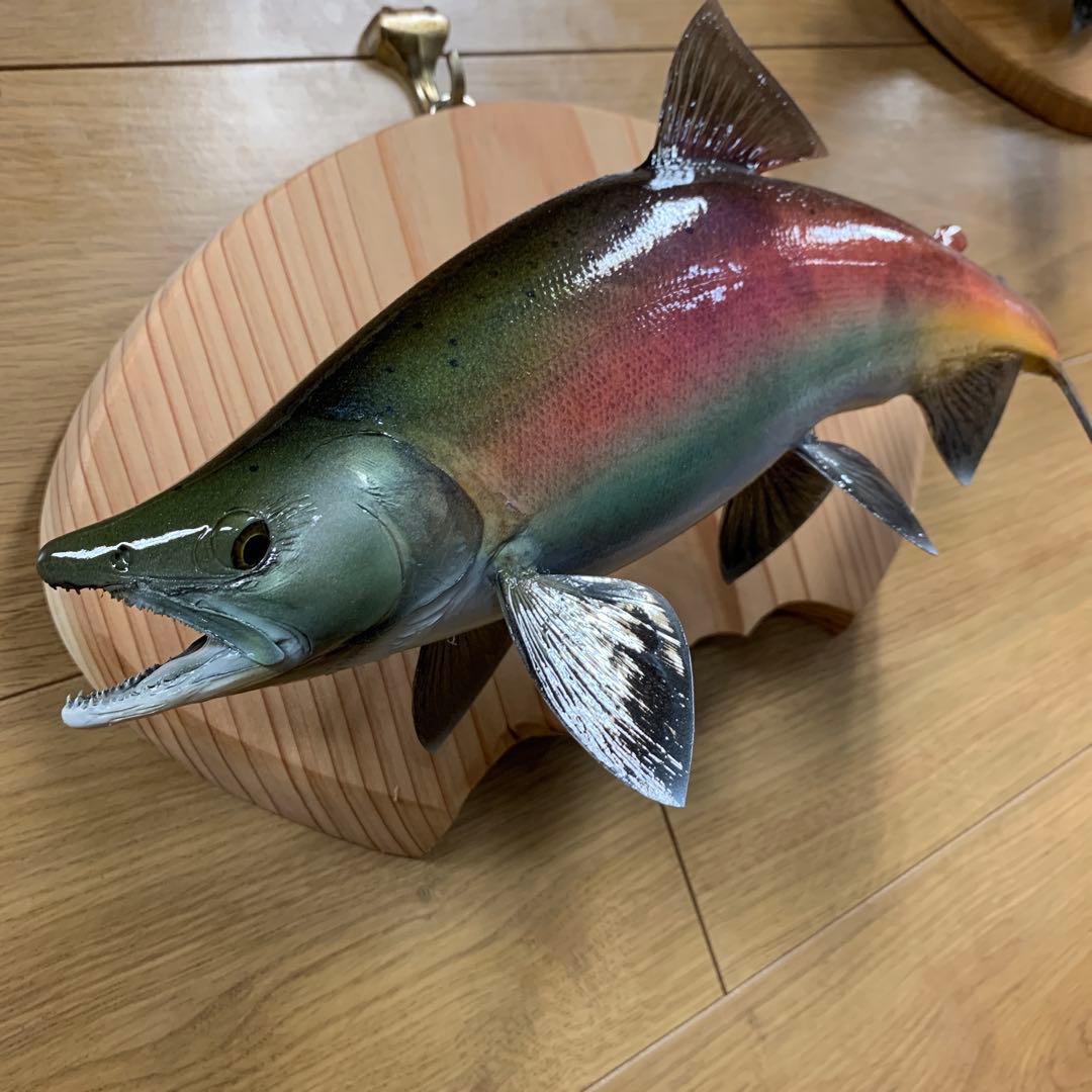 ワイルドスーパーレインボー50オーバー雄三口限定品剥製製作依頼又は、完成品