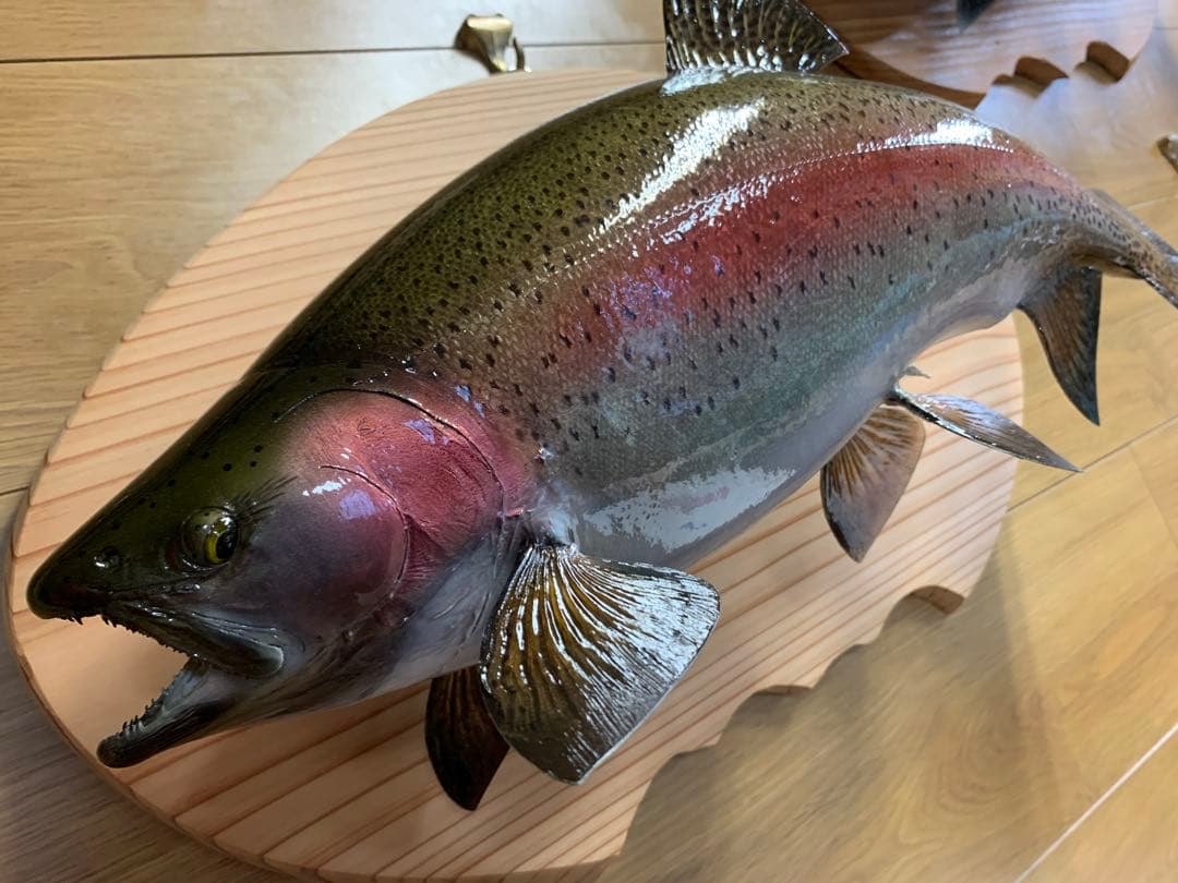 ワイルドスーパーレインボー50オーバー雄三口限定品剥製製作依頼又は、完成品