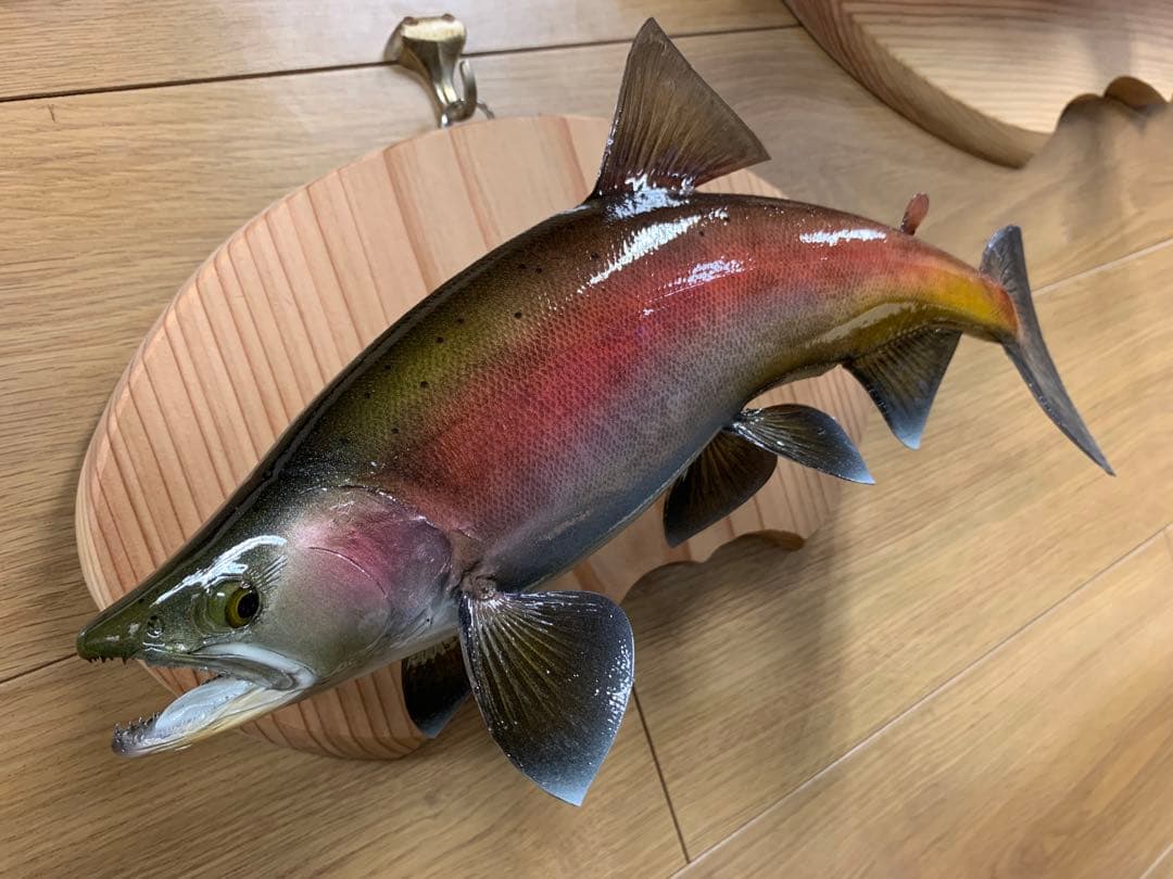 ワイルドスーパーレインボー50オーバー雄三口限定品剥製製作依頼又は、完成品