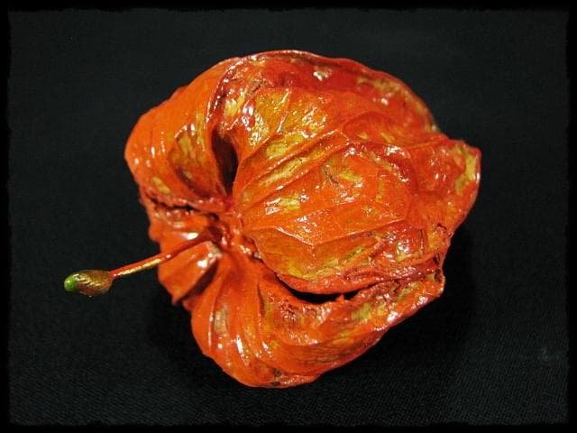 名工 田中 篁秋 鬼灯 ほうづき 宝月 香合 茶道具 e140