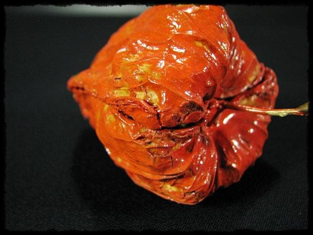 名工 田中 篁秋 鬼灯 ほうづき 宝月 香合 茶道具 e140