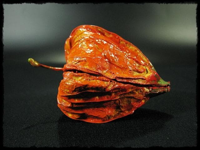 名工 田中 篁秋 鬼灯 ほうづき 宝月 香合 茶道具 e140