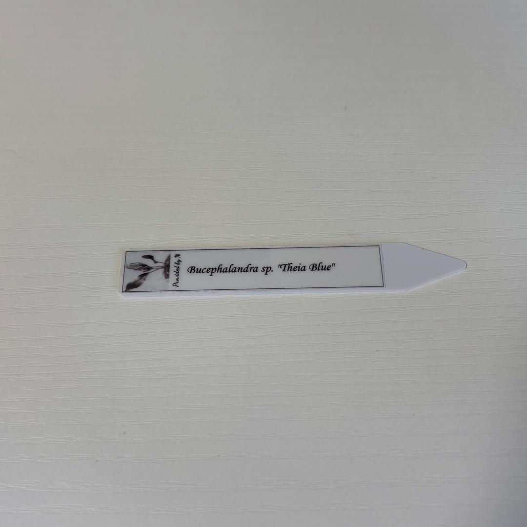 Bucephalandra sp. theia blue 子株