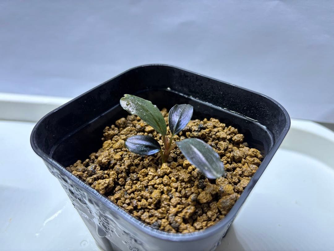 Bucephalandra sp. theia blue 子株