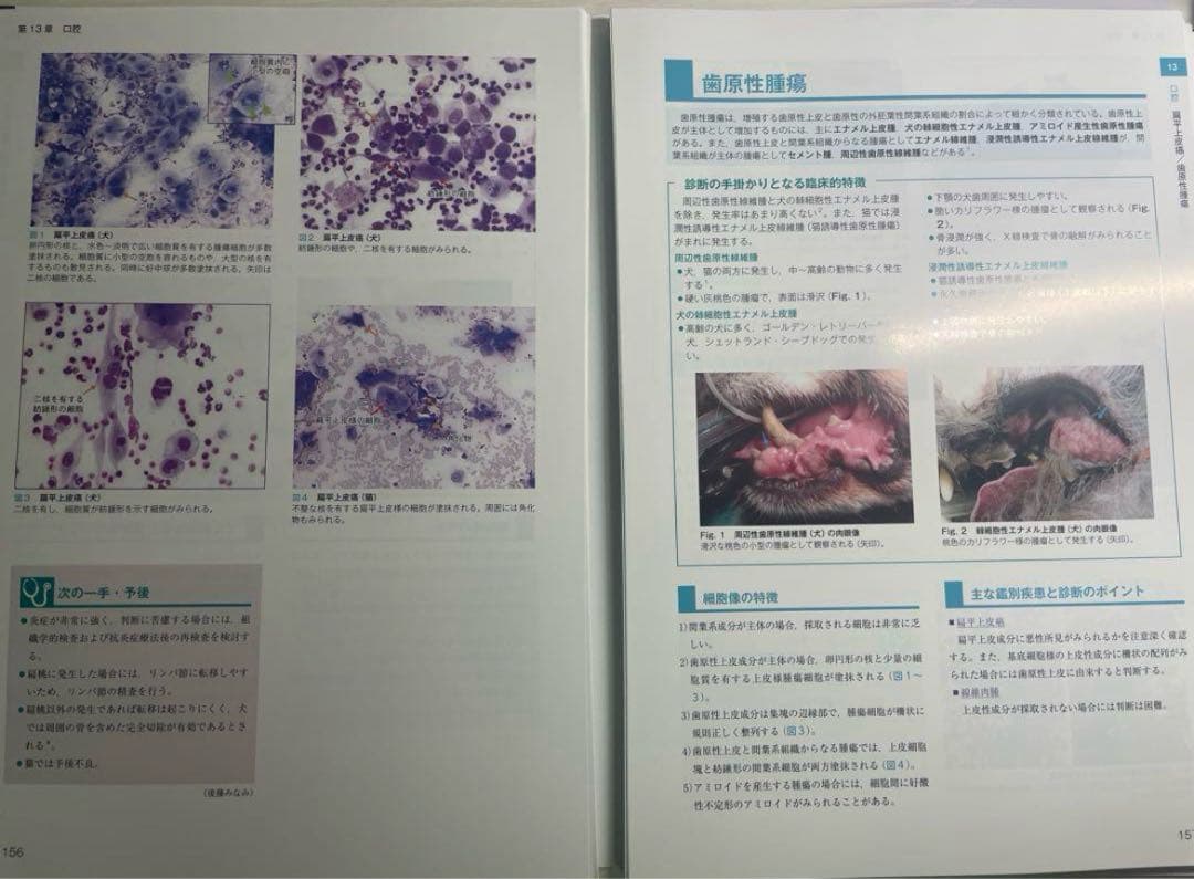 【裁断済】犬と猫の実践 細胞診アトラス