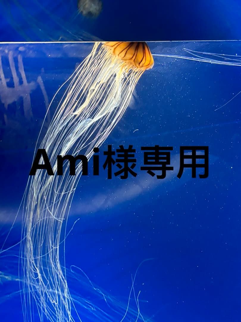 トライアルセット・サンプル Ami