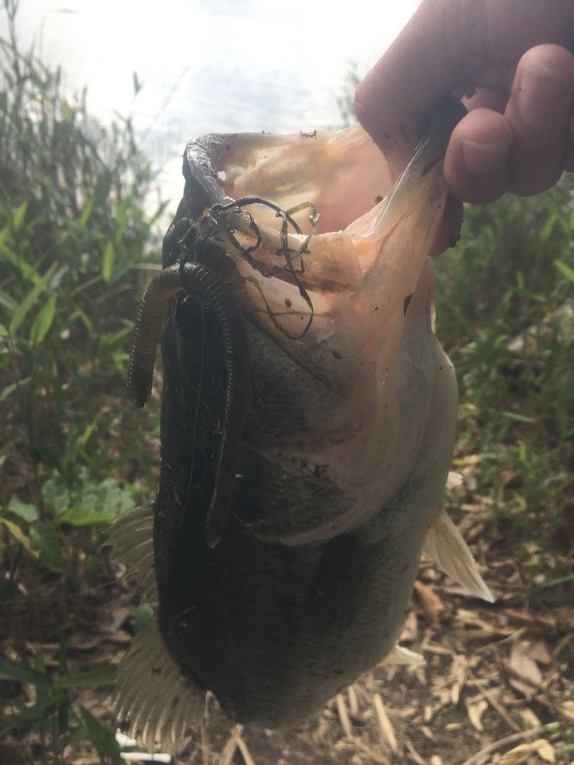 OSP ダイワ　ドライブクローラー　みみずぅネコストレートボトムアップブレーバー