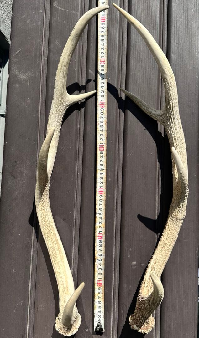 エゾシカ　角 19本