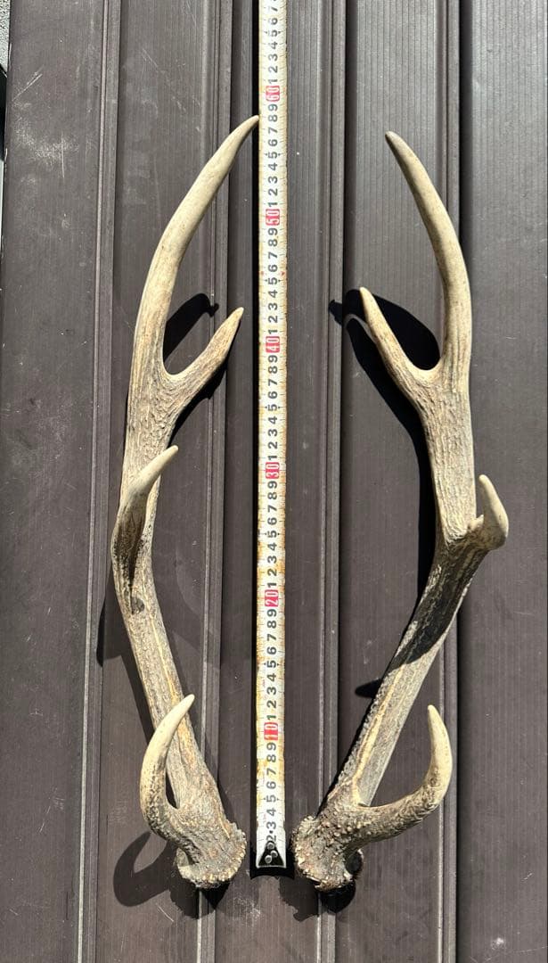 エゾシカ　角 19本