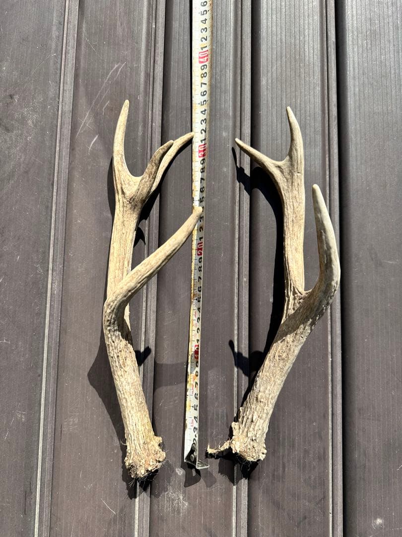 エゾシカ　角 19本