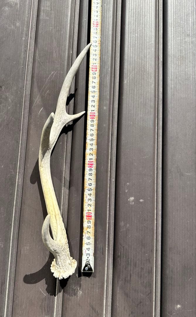 エゾシカ　角 19本