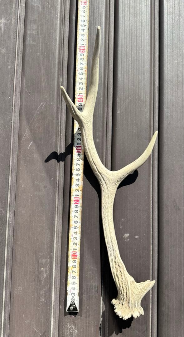 エゾシカ　角 19本