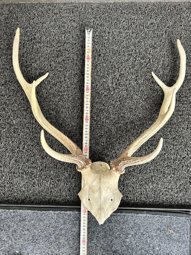 エゾシカ　角 19本