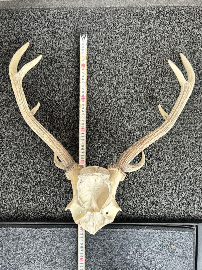 エゾシカ　角 19本