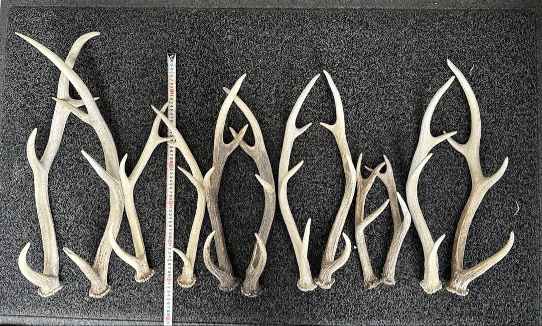 エゾシカ　角 19本
