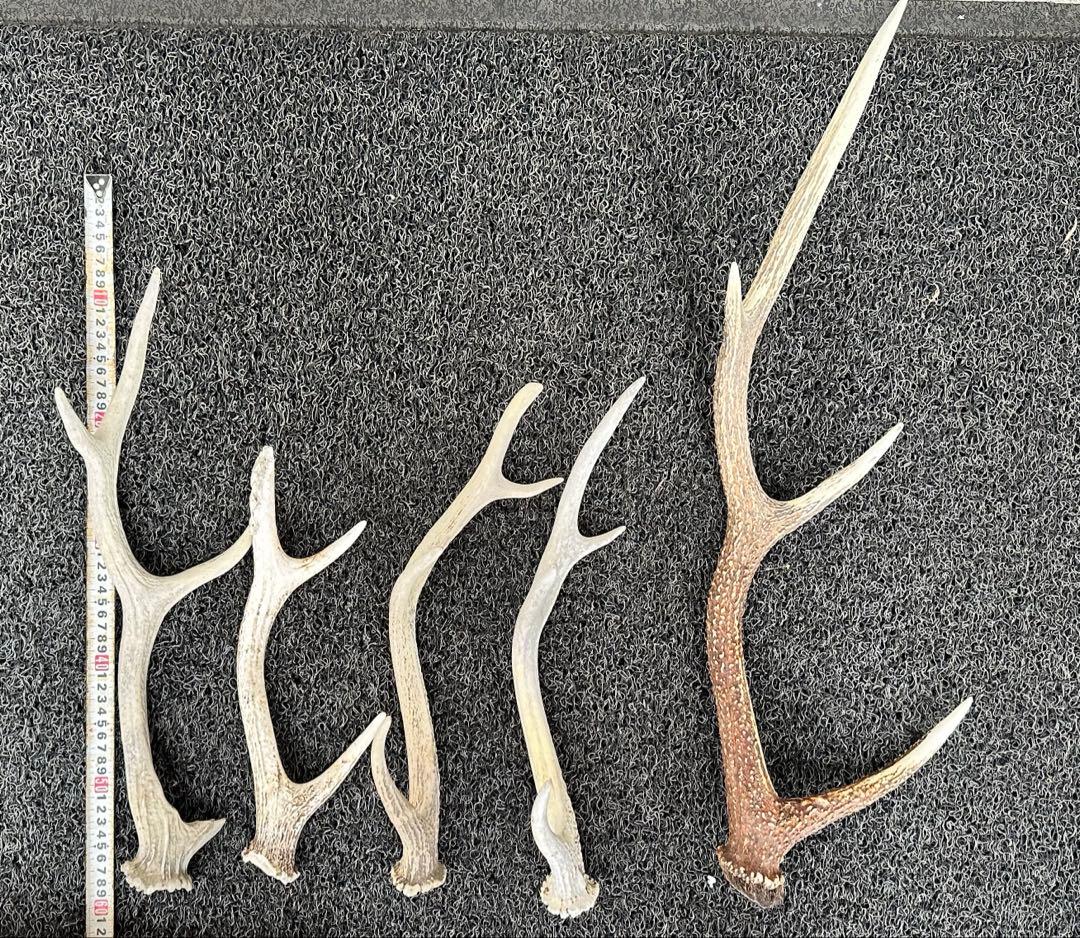エゾシカ　角 19本