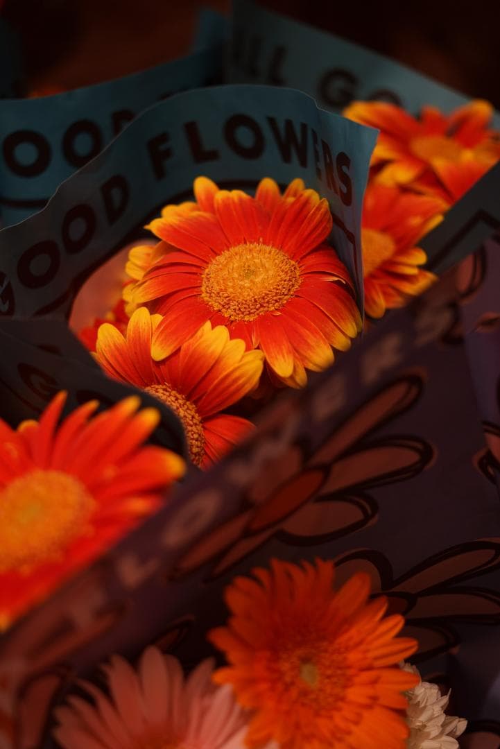 mauLR様　Leica Elmar 65mm F3.5 Visoflex