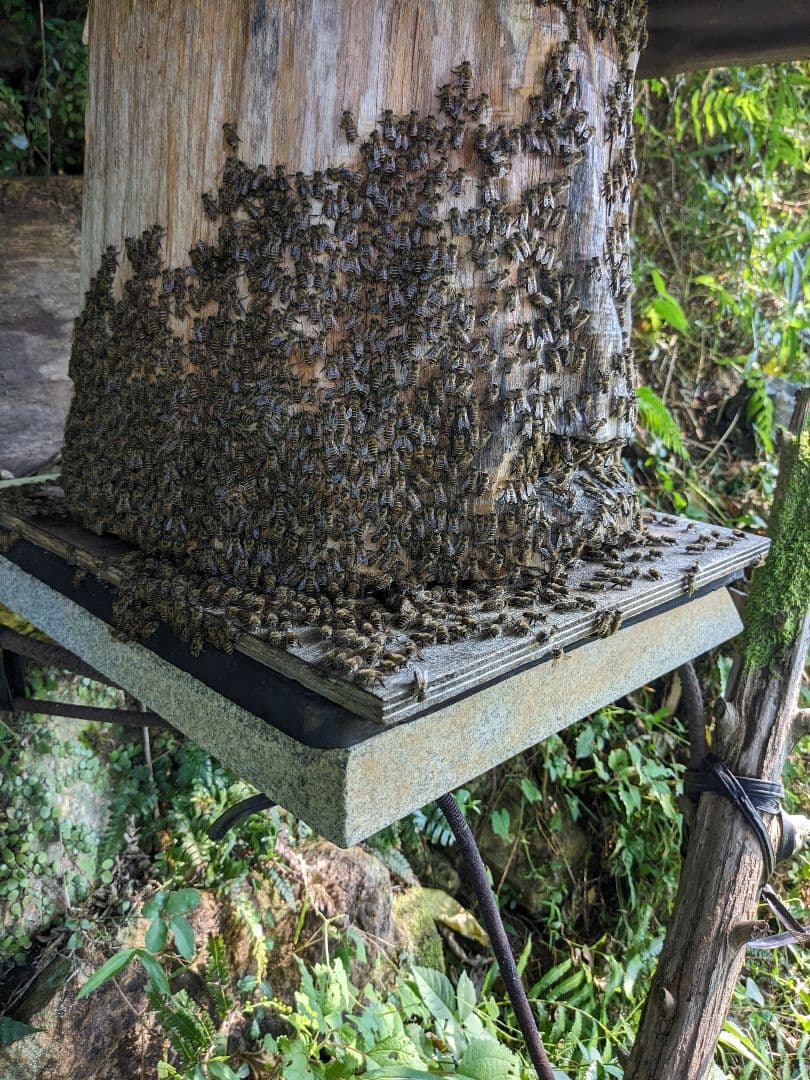 日本ミツバチ 蜂蜜 令和7年度 採れたて　たれ蜜　2年もの600g×2本 非加熱