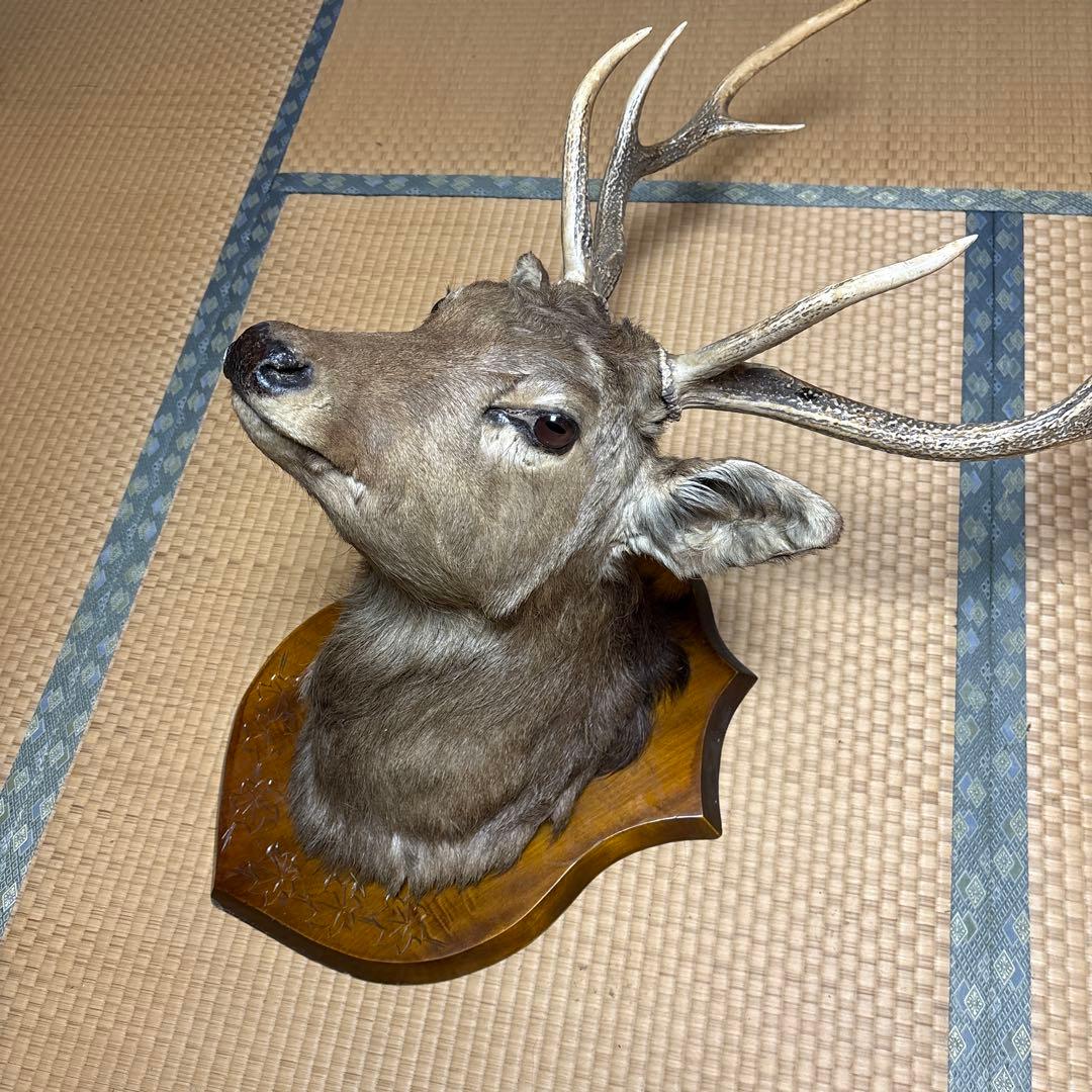 ハンティングトロフィー 鹿の剥製 蝦夷鹿の剥製 壁飾り 船橋市引き取り割引有り