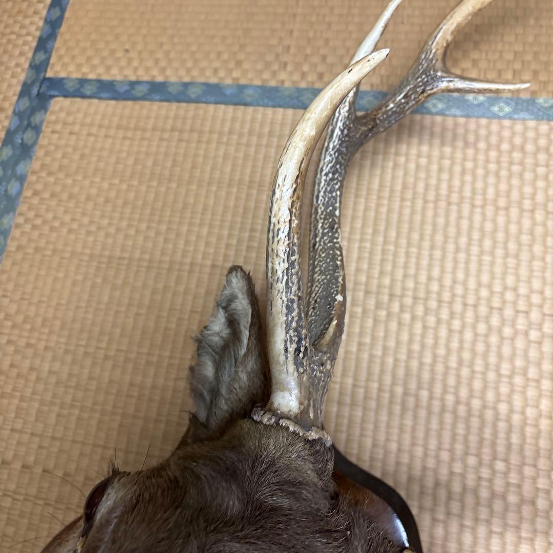 ハンティングトロフィー 鹿の剥製 蝦夷鹿の剥製 壁飾り 船橋市引き取り割引有り