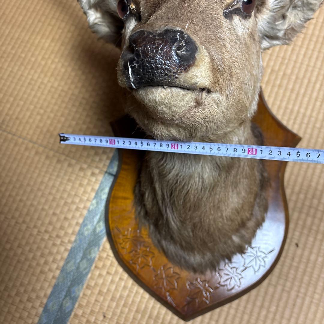 ハンティングトロフィー 鹿の剥製 蝦夷鹿の剥製 壁飾り 船橋市引き取り割引有り