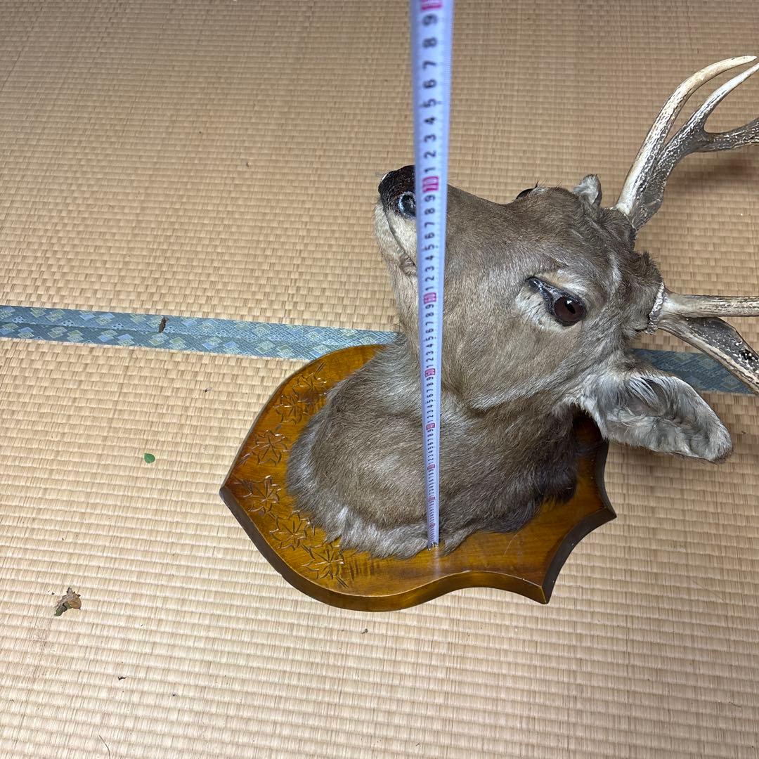 ハンティングトロフィー 鹿の剥製 蝦夷鹿の剥製 壁飾り 船橋市引き取り割引有り