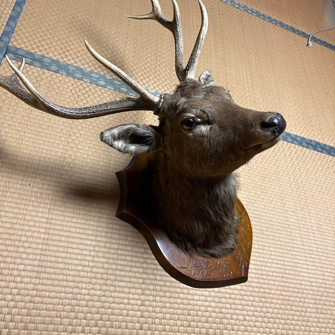 ハンティングトロフィー 鹿の剥製 蝦夷鹿の剥製 壁飾り 船橋市引き取り割引有り