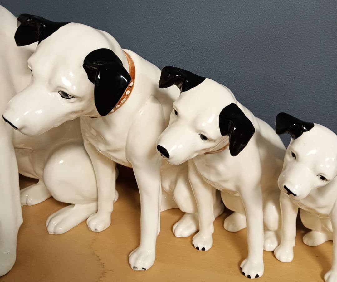 ビクター ニッパー犬 ニッパー　特大44cm～ 7匹 手渡し希望 千葉県習志野市