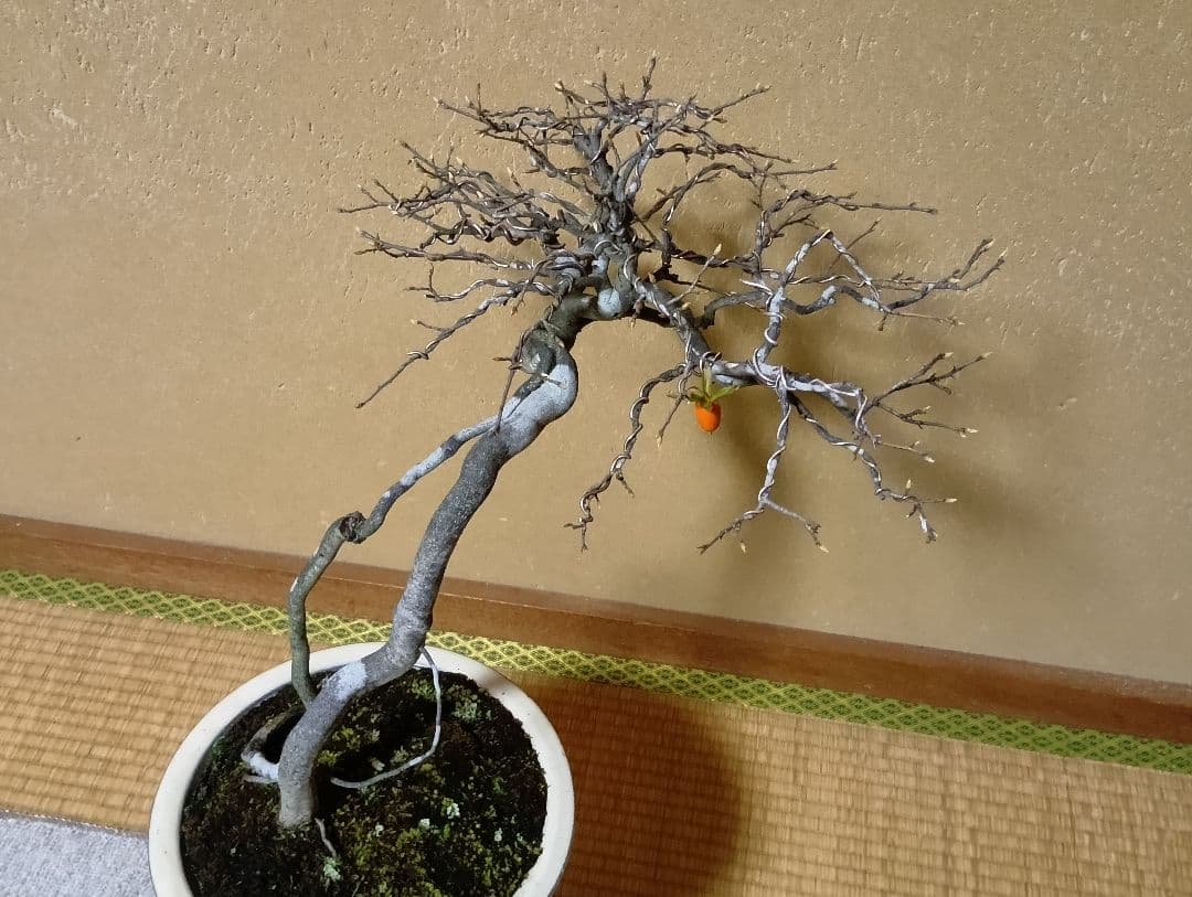 ‼️展示会出品可能‼️老爺柿盆栽‼️ 　　　‼️再値下げ‼️