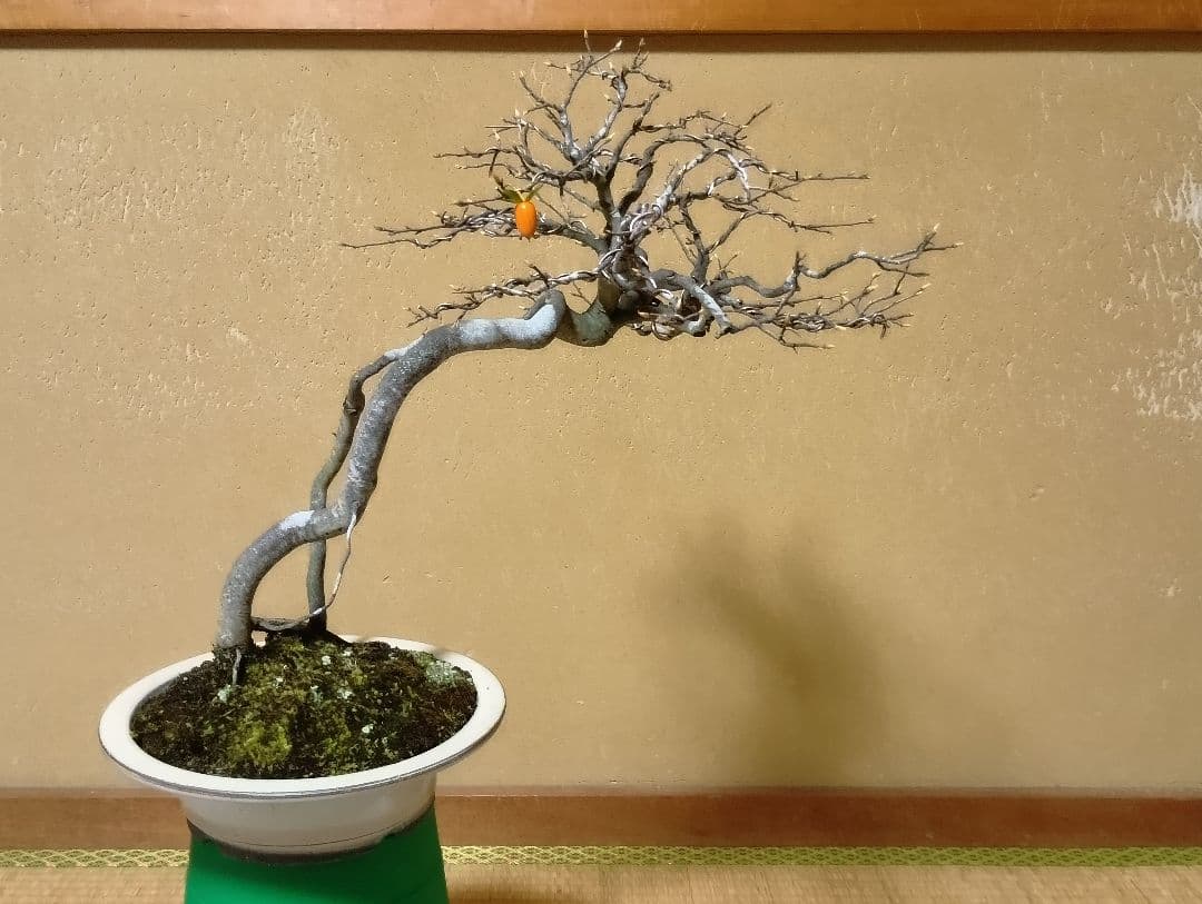 ‼️展示会出品可能‼️老爺柿盆栽‼️ 　　　‼️再値下げ‼️