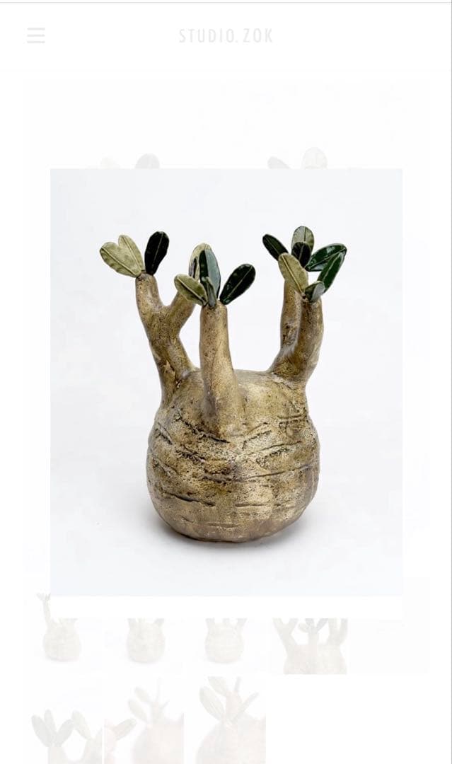 STUDIO ZOK 陶植 グラキリス　大