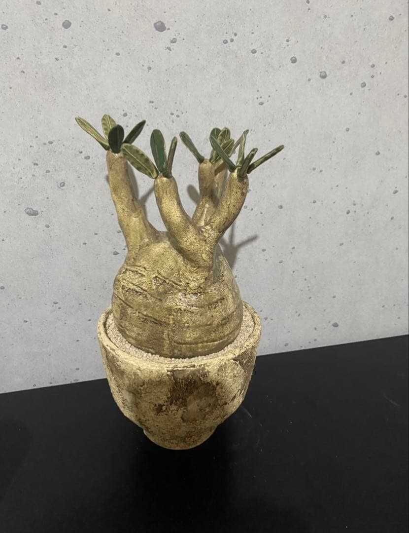 STUDIO ZOK 陶植 グラキリス　大