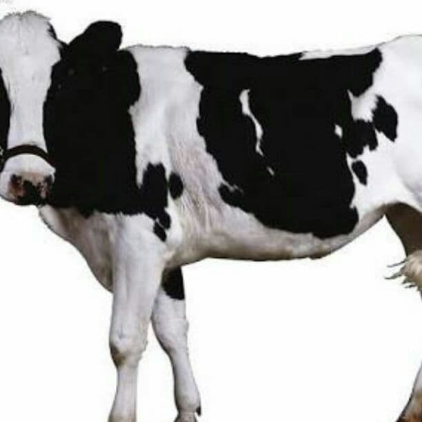 あしかさま専用