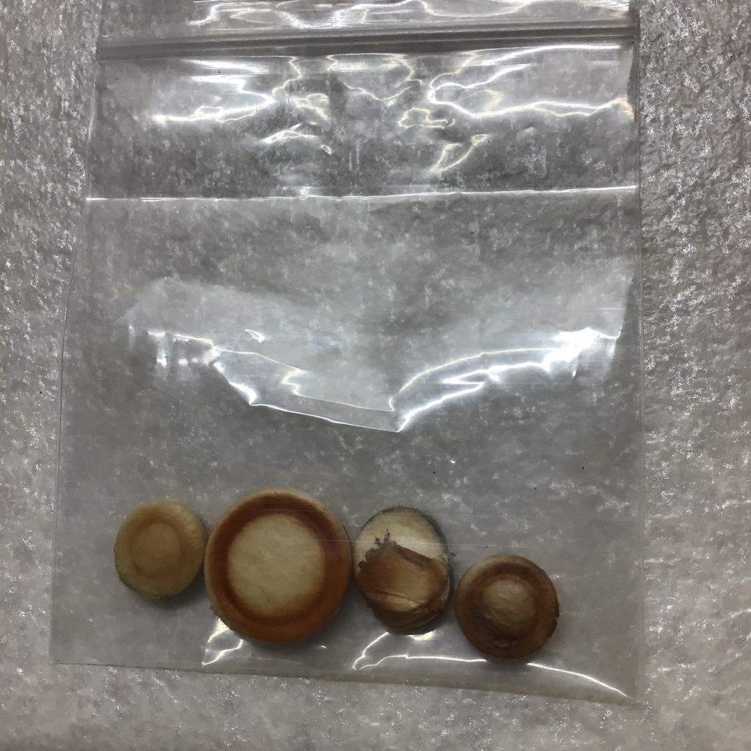 tokomoa(13) YAMAHA　B♭クラリネット　YCL-351