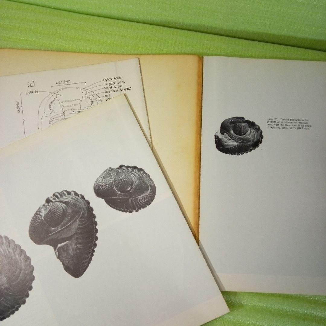 Trilobites　A Photographic Atlas　三葉虫　化石　本