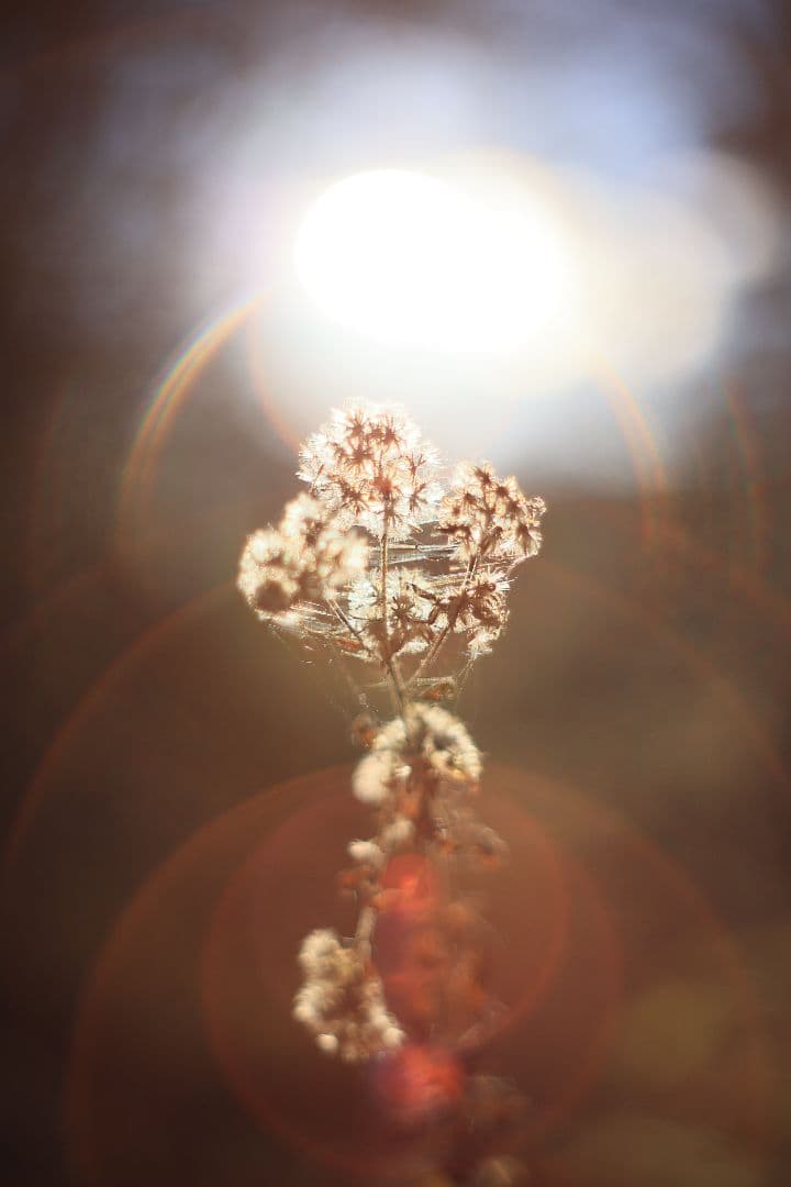 Super-Takumar 55mm F1.8 後期型 S/N：5389244