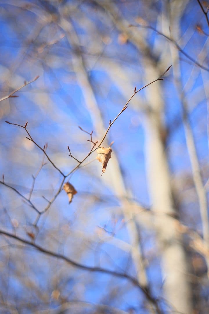 Super-Takumar 55mm F1.8 後期型 S/N：5389244
