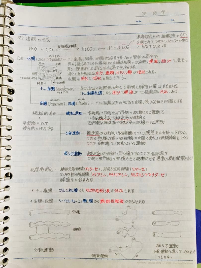 医療系学科定期試験、国家試験対策まとめノート【生物系セット】