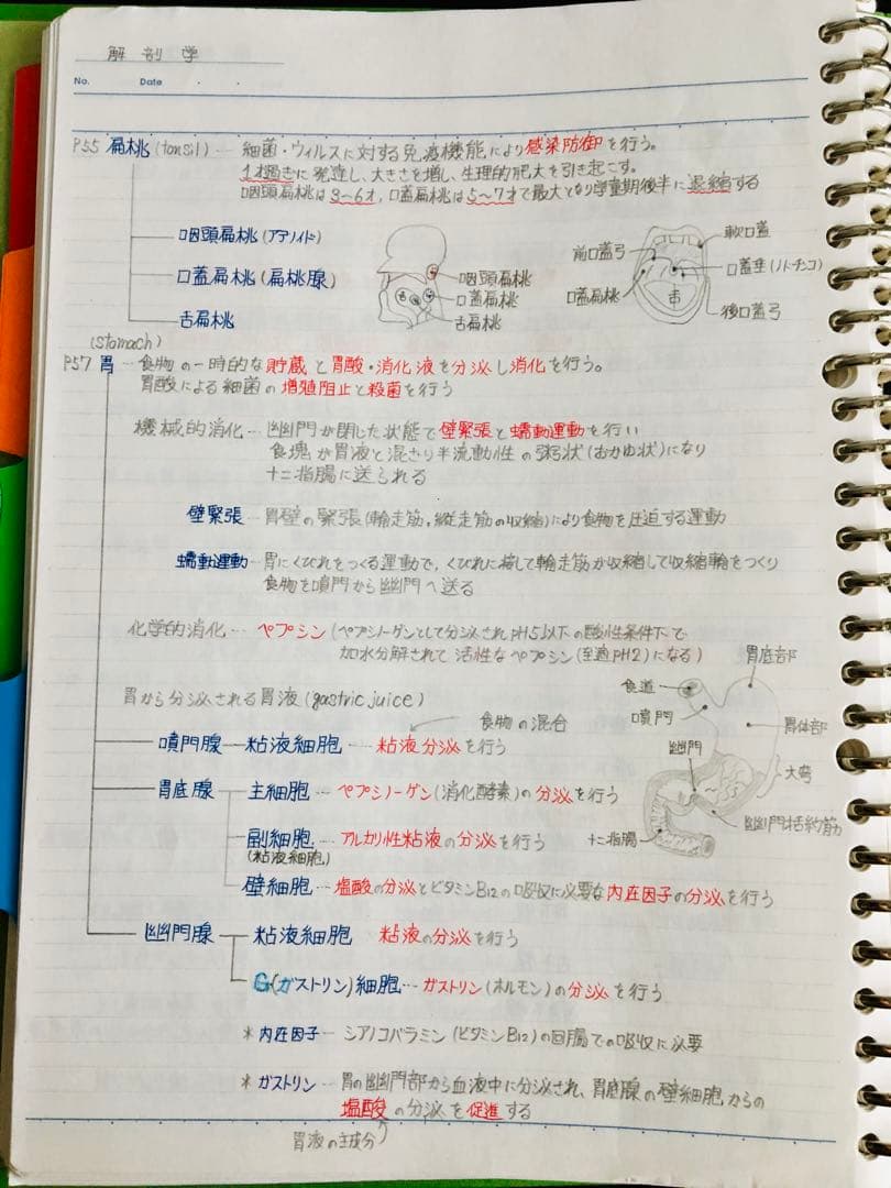 医療系学科定期試験、国家試験対策まとめノート【生物系セット】