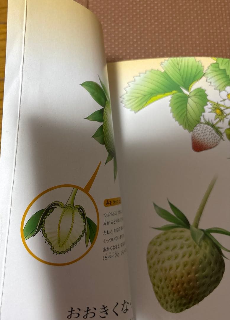 最終値下げ　キンダーブックしぜん　37冊